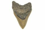 Serrated, Fossil Megalodon Tooth - North Carolina #275531-1